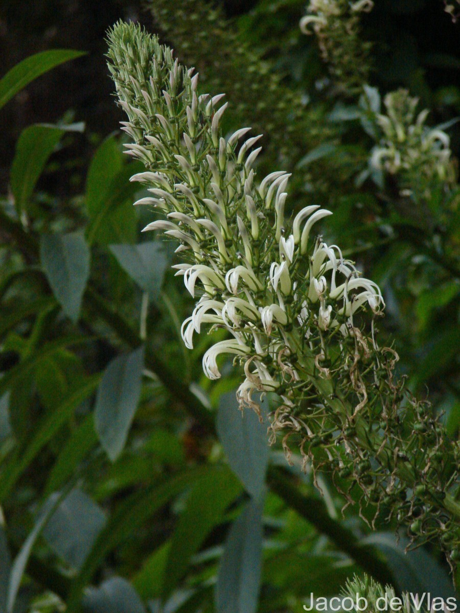 Lobelia nicotianifolia Roth